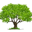 Thecottontree.org Favicon