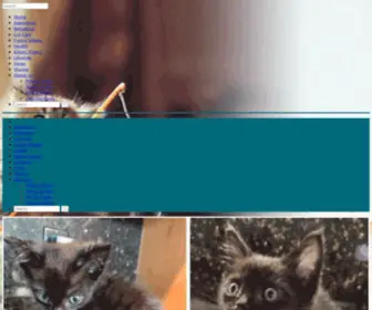 Thetchaixoo.com(Fun Cats) Screenshot