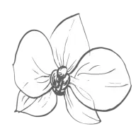 Thewhiteorchid.net Favicon