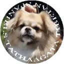 Tibetanspaniel.jp Favicon