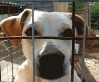 Tierfreunde-Kreta.de(Tierschutz kennt keine Grenzen) Screenshot