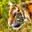 Tigertrust.info Favicon