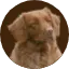 Tollers-Delight.dk Favicon