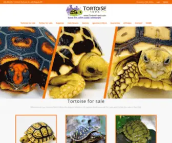 Tortoisetown.com(Tortoise for sale) Screenshot
