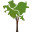 Treepittsburgh.org Favicon