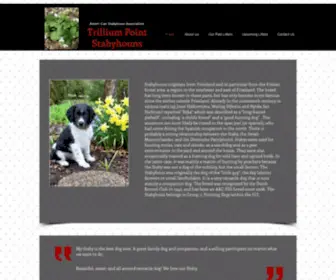 Trilliumpointstabys.com(Stabyhoun Breeders US) Screenshot