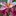 Tropicalflowers-AND-Plants.com Favicon