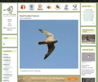 Uabirds.org(Birds of Ukraine) Screenshot