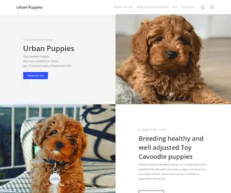 Urbanpuppies.com(Toy Cavoodle Puppies For Sale) Screenshot