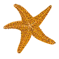 Usestarfish.com Logo