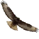 Ushawks.org Favicon