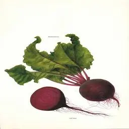 Vegpod.com Favicon