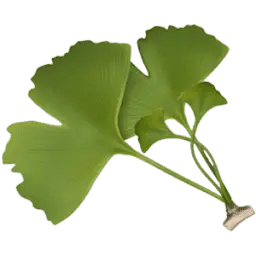 Villas-Ginkgos.com Favicon