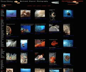 Visualdiving.com(Asian underwater and travel photography) Screenshot