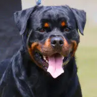 Vomblaustadt-Rottweilers.com Favicon