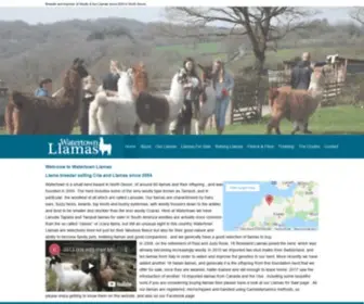 Watertownllamas.co.uk(Llamas for sale) Screenshot