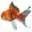 Web-Goldfish.com Favicon