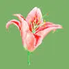 Weddingflora.com Favicon