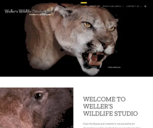 Wellerswildlifestudio.com(Weller's Wildlife Studio) Screenshot