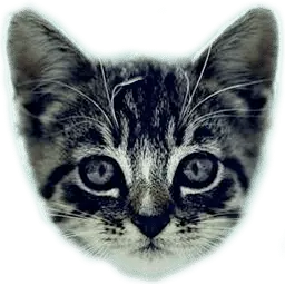 Welovecatsandkittens.com Logo