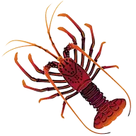 Westernrocklobster.com.au Favicon