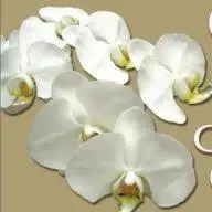 Whiteorchidevents.com Favicon