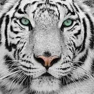 Whitetigerpr.com Favicon