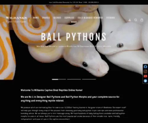 Wilbanksreptiles.com(Ball Pythons And Supplies For Sale) Screenshot