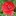 Wildflowershop.co.uk Favicon