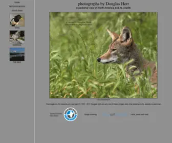 Wildlightphoto.com(Photographs of North American birds and mammals by Douglas Herr) Screenshot