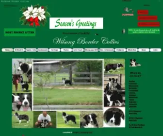 Wilsongbordercollies.com(Wilsong Border Collies Show Quality border collie puppies for sale) Screenshot