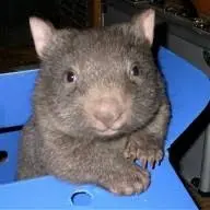 Wombatgroup.com Favicon