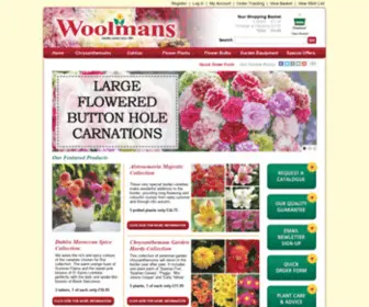 Woolman.co.uk(Chrysanthemums) Screenshot