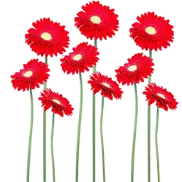 ZFmkosmetik.de Favicon