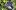 Zinfandel.love Favicon