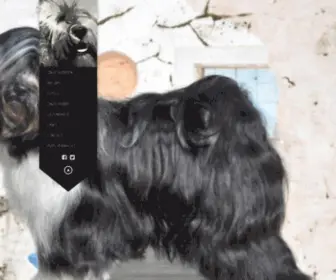 Zippytibetanterrier.nl(Zippy Tibetan Terrier) Screenshot